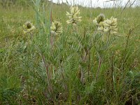 Oxytropis pilosa 4, Saxifraga-Ed Stikvoort