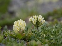 Oxytropis pilosa 8, Saxifraga-Luuk Vermeer