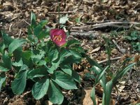 Paeonia mascula 10, Saxifraga-Jan van der Straaten