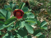 Paeonia mascula 11, Saxifraga-Jan van der Straaten