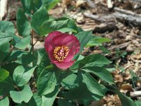 Paeonia mascula 12, Saxifraga-Jan van der Straaten