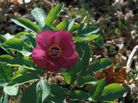 Paeonia mascula 15, Saxifraga-Jan van der Straaten