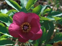 Paeonia mascula 16, Saxifraga-Jan van der Straaten