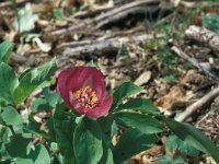 Paeonia mascula 17, Saxifraga-Jan van der Straaten