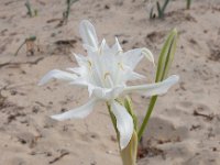 Pancratium maritimum 11, Saxifraga-Ed Stikvoort