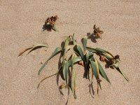 Pancratium maritimum 12, Saxifraga-Ed Stikvoort