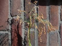 Panicum miliaceum 18, Pluimgierst, Saxifraga-Ed Stikvoort