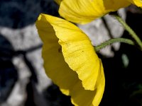 Papaver alpinum