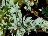 Papaver alpinum 3, Saxifraga-Sonja Bouwman  Alpine poppy - Papaver alpinum - Papaveracea familie