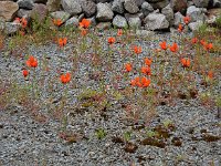 Papaver argemone 27, Ruige klaproos, Saxifraga-Ed Stikvoort