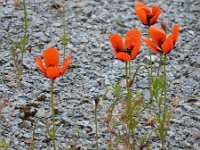 Papaver argemone 30, Ruige klaproos, Saxifraga-Ed Stikvoort