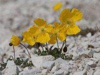 Papaver aurantiacum