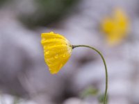 Papaver aurantiacum 2, Saxifraga-Luuk Vermeer