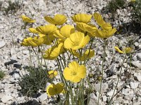 Papaver rhaeticum 7, Saxifraga-Willem van Kruijsbergen