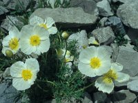 Papaver sendtneri 2, Saxifraga-Jan van der Straaten