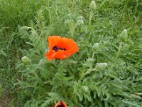 Papaver setiferum