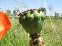 Papaver setiferum 12, Oosterse klaproos, Saxifraga-Rutger Barendse