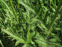 Papaver setiferum 16, Oosterse klaproos, Saxifraga-Rutger Barendse