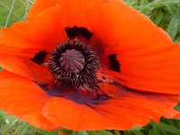 Papaver setiferum 2, Oosterse klaproos, Saxifraga-Ed Stikvoort