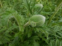 Papaver setiferum 3, Oosterse klaproos, Saxifraga-Ed Stikvoort