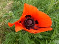 Papaver setiferum 4, Oosterse klaproos, Saxifraga-Ed Stikvoort