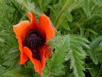 Papaver setiferum 5, Oosterse klaproos, Saxifraga-Ed Stikvoort