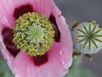 Papaver somniferum 37, Slaapbol, Saxifraga-Tom Heijnen