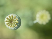 Papaver somniferum 41, Slaapbol, Saxifraga-Tom Heijnen