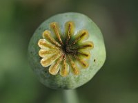 Papaver somniferum 42 Slaapbol, Saxifraga-Tom Heijnen