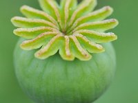 Papaver somniferum 7, Slaapbol, Saxifraga-Tom Heijnen