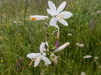 Paradisea lusitanica 3, Saxifraga-Ed Stikvoort