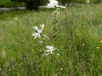 Paradisea lusitanica 4, Saxifraga-Ed Stikvoort