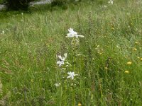 Paradisea lusitanica 7, Saxifraga-Ed Stikvoort