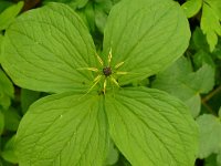 Paris quadrifolia 100, Eenbes, Saxifraga-Hans Grotenhuis