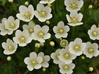 Parnassia palustris 90, Parnassia, Saxifraga-Harry Jans