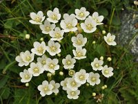 Parnassia palustris 93, Parnassia, Saxifraga-Harry Jans