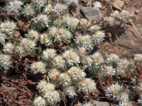 Paronychia argentea 4, Saxifraga-Jan van der Straaten