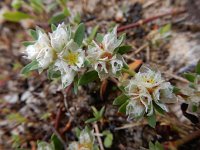 Paronychia argentea 46, Saxifraga-Ed Stikvoort