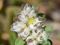 Paronychia argentea 47, Saxifraga-Sonja Bouwman  Silvery whitlow-wort - Paronychia argentea - Caryophyllaceae familie; Vale da Telha, Sagres, Cabo de Sao Vicente, Praia da Boca do Rio (Pt)