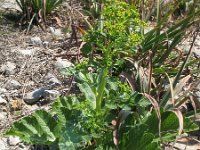 Pastinaca lucida 4, Saxifraga-Rutger Barendse