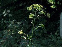 Pastinaca sativa 19, Gewone pastinaak, Saxifraga-Jan van der Straaten