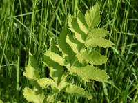 Pastinaca sativa ssp sativa 14, Pastinaak, Saxifraga-Sonja Bouwman