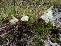 Pedicularis armena 3, Saxifraga-Ed Stikvoort