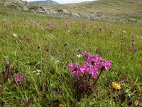 Pedicularis crassirostris