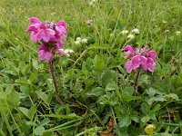 Pedicularis crassirostris 2, Saxifraga-Ed Stikvoort