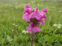 Pedicularis crassirostris 3, Saxifraga-Ed Stikvoort