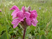 Pedicularis crassirostris 4, Saxifraga-Ed Stikvoort