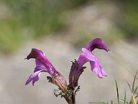 Pedicularis kerneri 13, Saxifraga-Luuk Vermeer