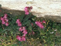 Pedicularis kerneri 16, Saxifraga-Jan van der Straaten