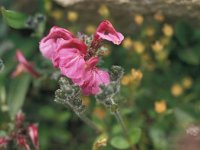 Pedicularis kerneri 17, Saxifraga-Jan van der Straaten